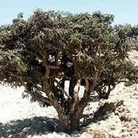 Kadidlovník pilovitý (Boswellia serrata)
