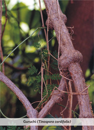 Chebule srdčitá (Tinospora cordifolia)