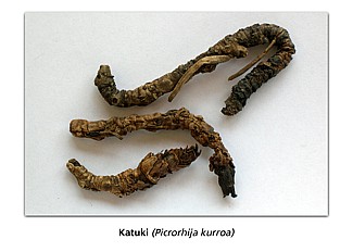 Kutki (Picrorhiza kurroa)