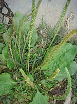 Psyllium (Plantago ovata)