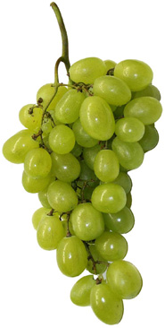 Vinné hrozny